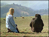 Fotograma de Koko: A talking Gorilla (Barbet Schroeder, 1978)