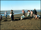 Plantación de rizomas. Punta Lara, Río de la Plata. Junco- Especies Emergentes. 1995